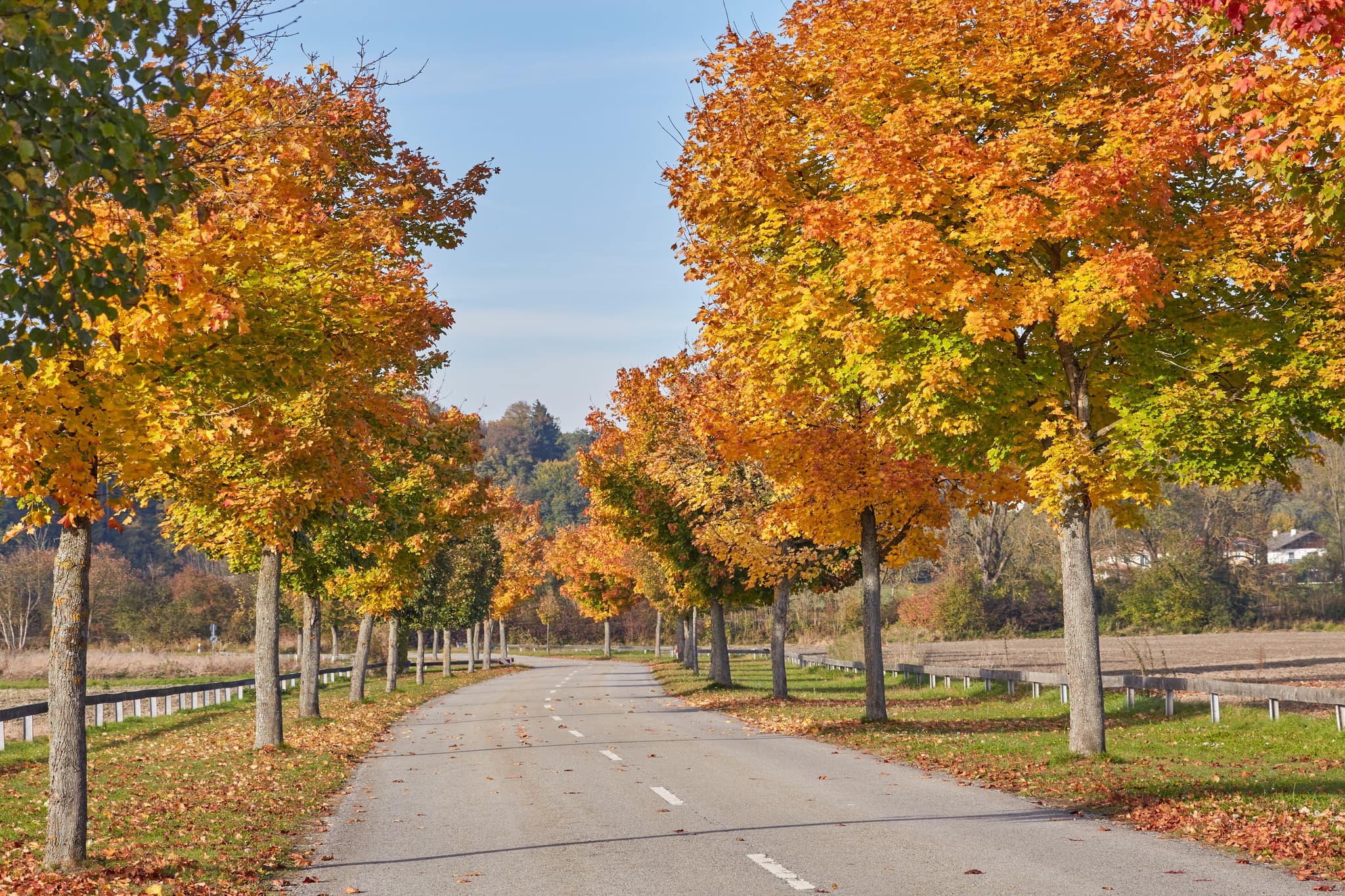 Herbstliche Allee mit leuchtend bunten Bäumen in Perach, Landkreis Altötting, Oberbayern. Eine charakteristische Szene der Region Inn-Salzach in Deutschland.
