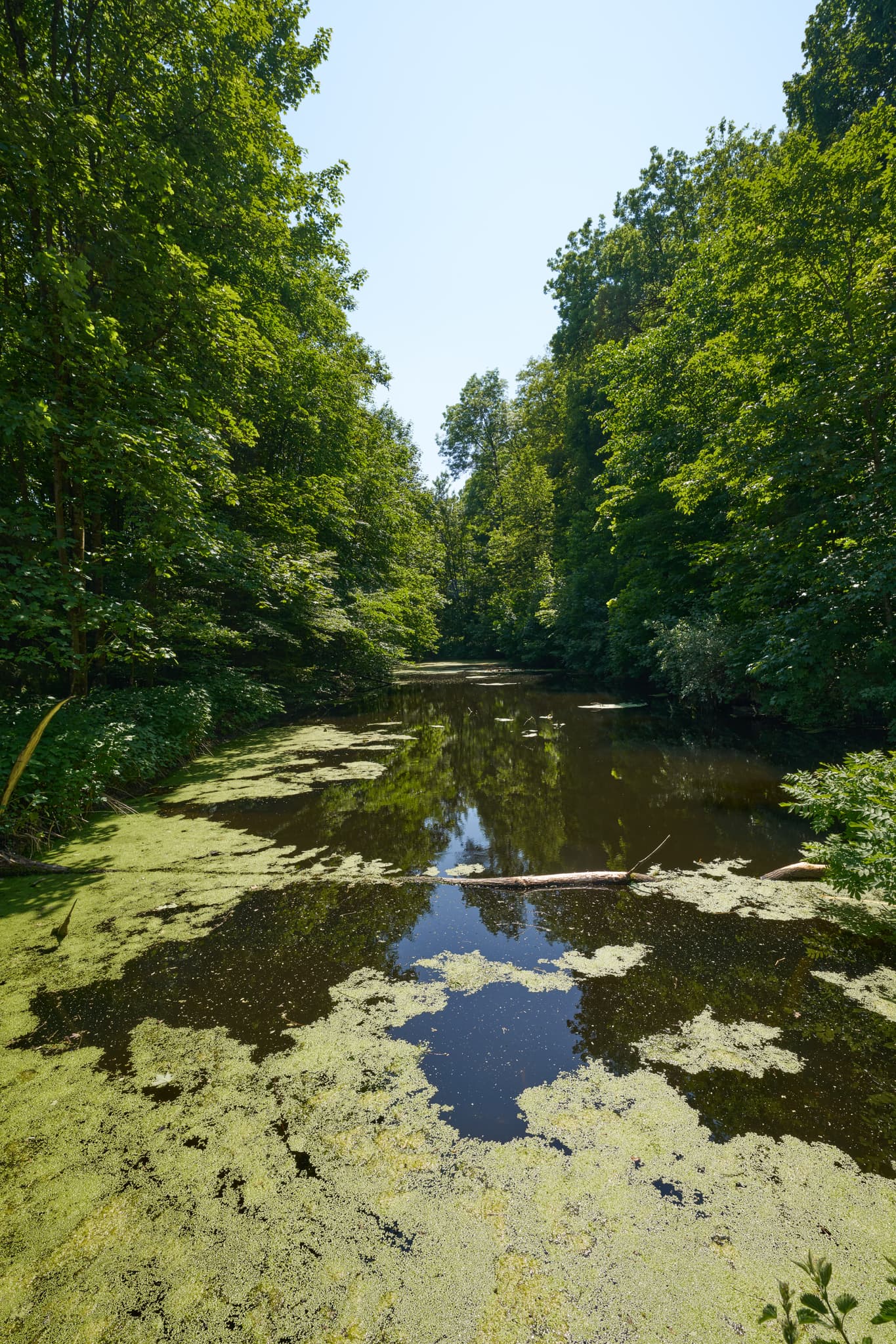 Ruhiger Ecksberg Weiher in Mühldorf am Inn, Oberbayern, Deutschland. Mit Wasserpflanzen bedeckt, umgeben von Wald. Typisch für die Region Inn-Salzach.