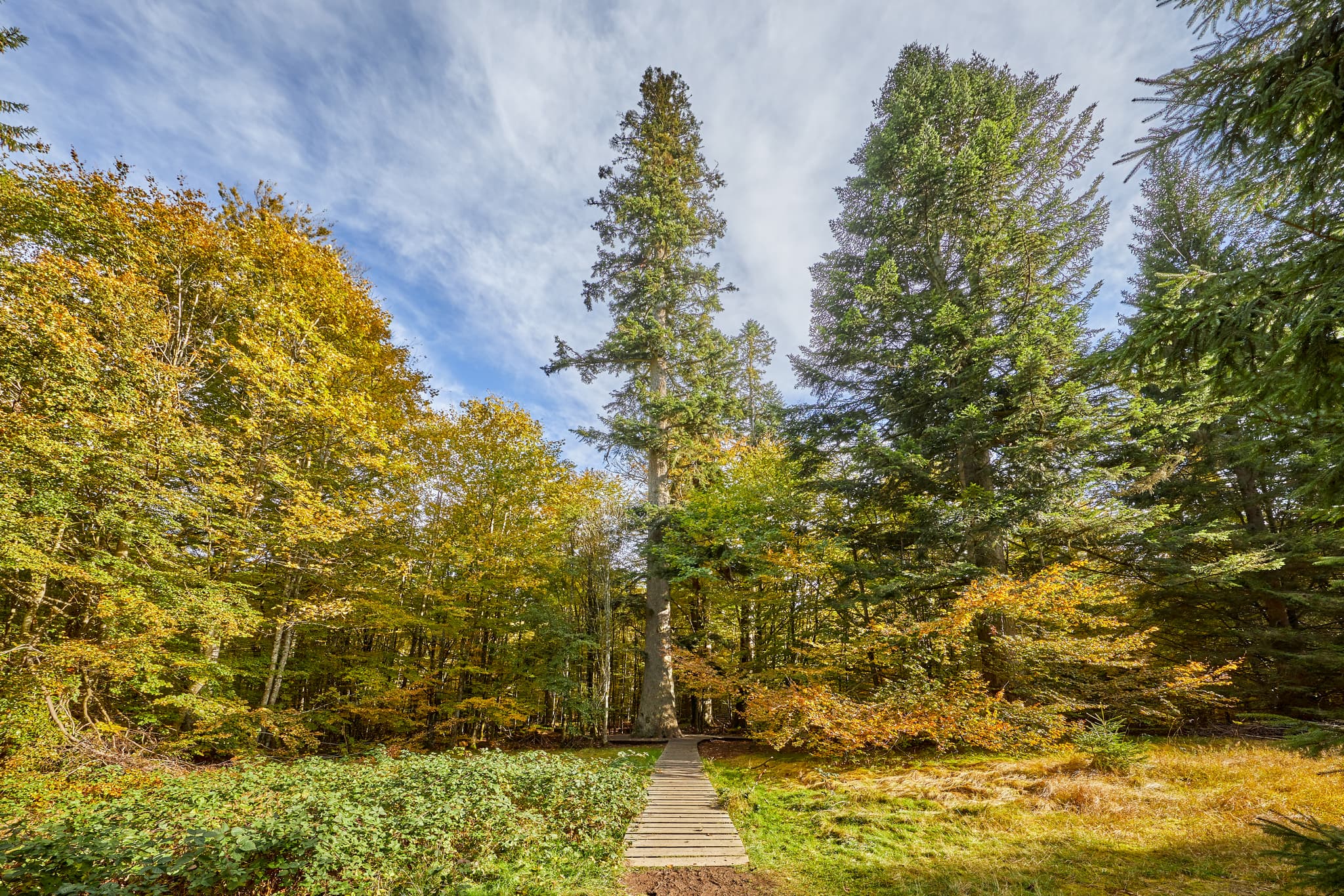 Idyllischer Waldweg im Hans-Watzlik-Hain, Bayerisch Eisenstein, Landkreis Regen. Große Waldhaustanne in Niederbayern, Bayerischer Wald, Deutschland.