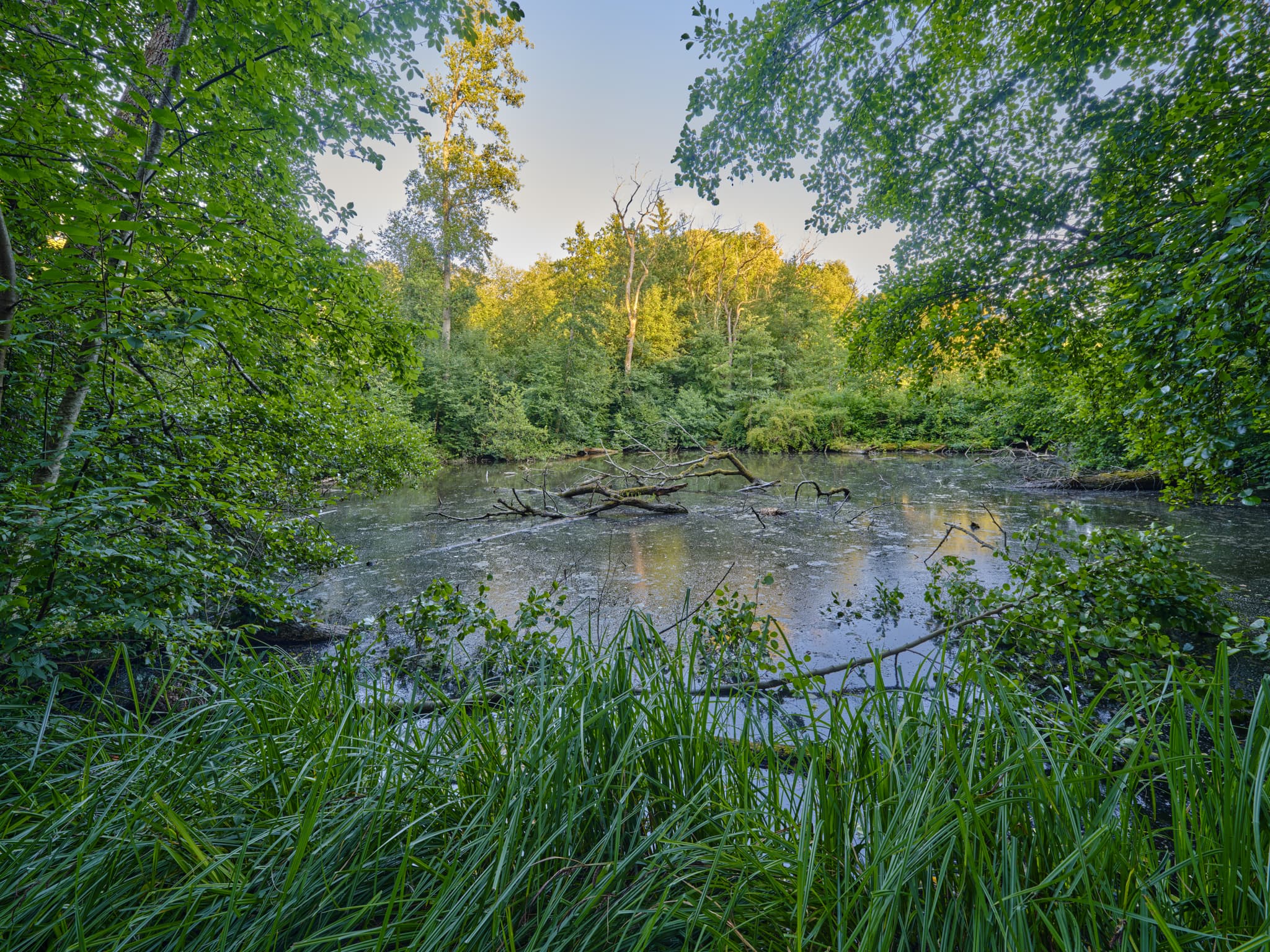 Ein kleiner, bewaldeter Teich im Gern Lichtlberger Wald bei Eggenfelden, Landkreis Rottal-Inn, Niederbayern. Üppige Vegetation, tote Äste ragen aus dem Wasser.