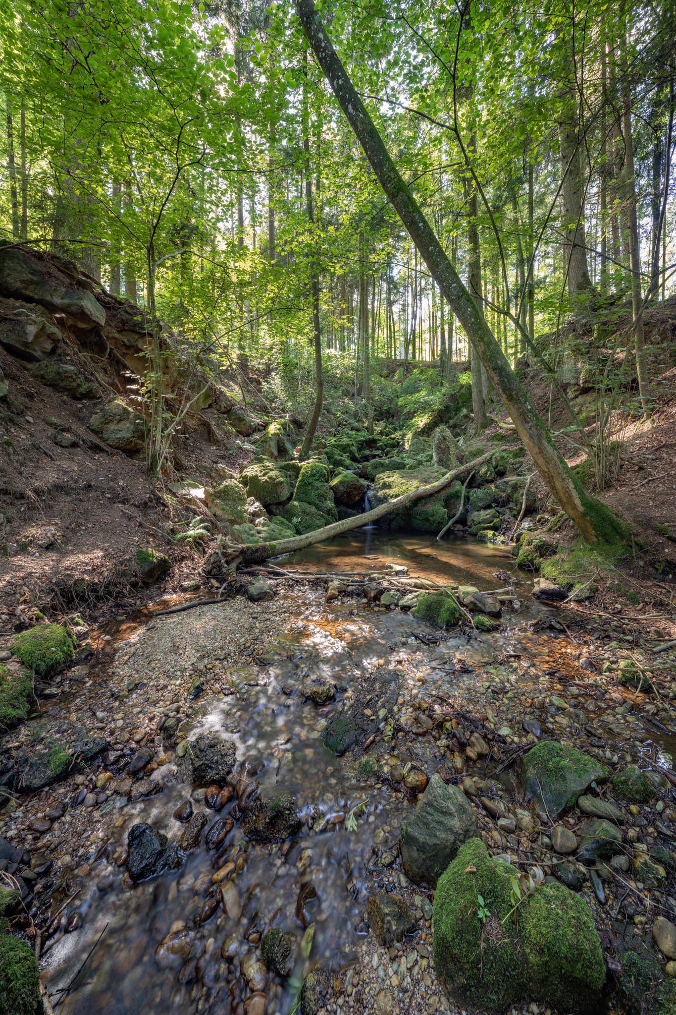 Kirnbach, Bachlauf im Ameringer Graben bei Stubenberg, Rottal-Inn, Niederbayern, Holzland, Bayern, Deutschland.