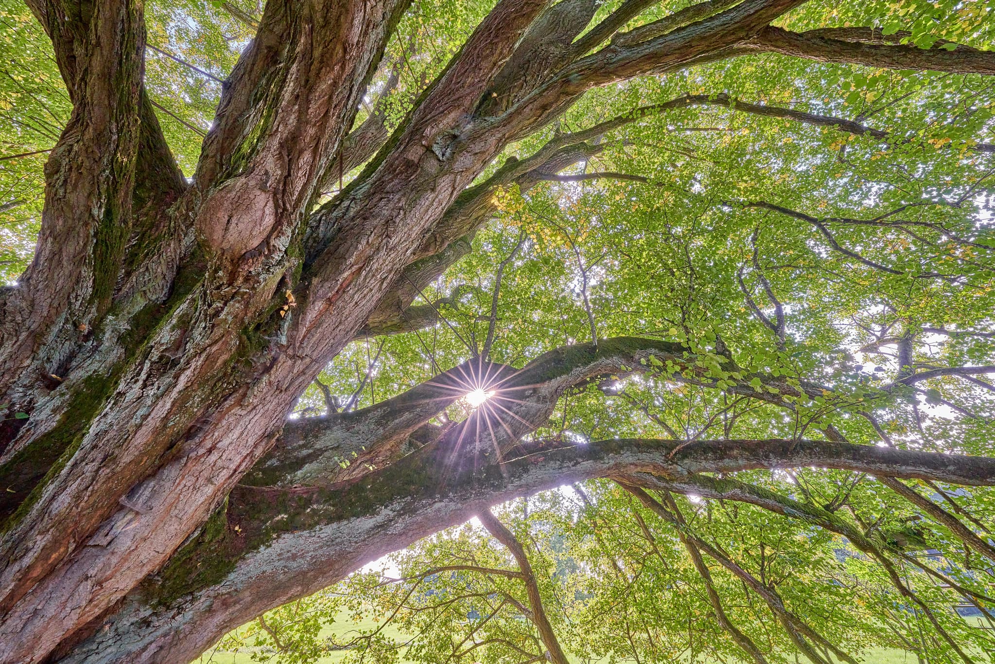 Eine Linde in Wittibreut, Rottal-Inn, Niederbayern, Deutschland. Das Bild zeigt das Motiv im Sommer mit Sonnenlicht durch die Blätter.