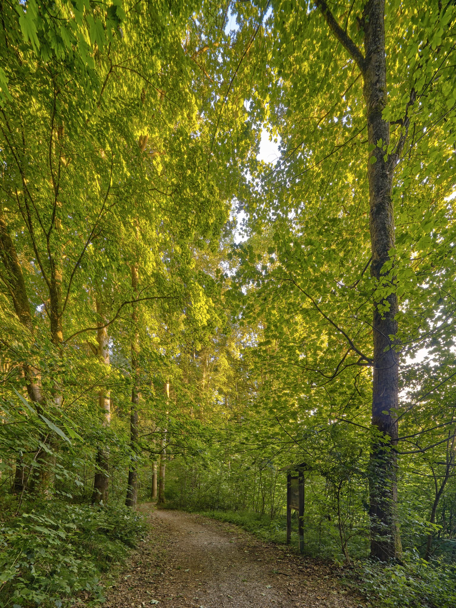 Ein idyllischer Waldweg im Lichtlberger Wald bei Gern, Eggenfelden. Dieser Pfad führt durch die  Natur des Holzlandes im Landkreis Rottal-Inn, Niederbayern.