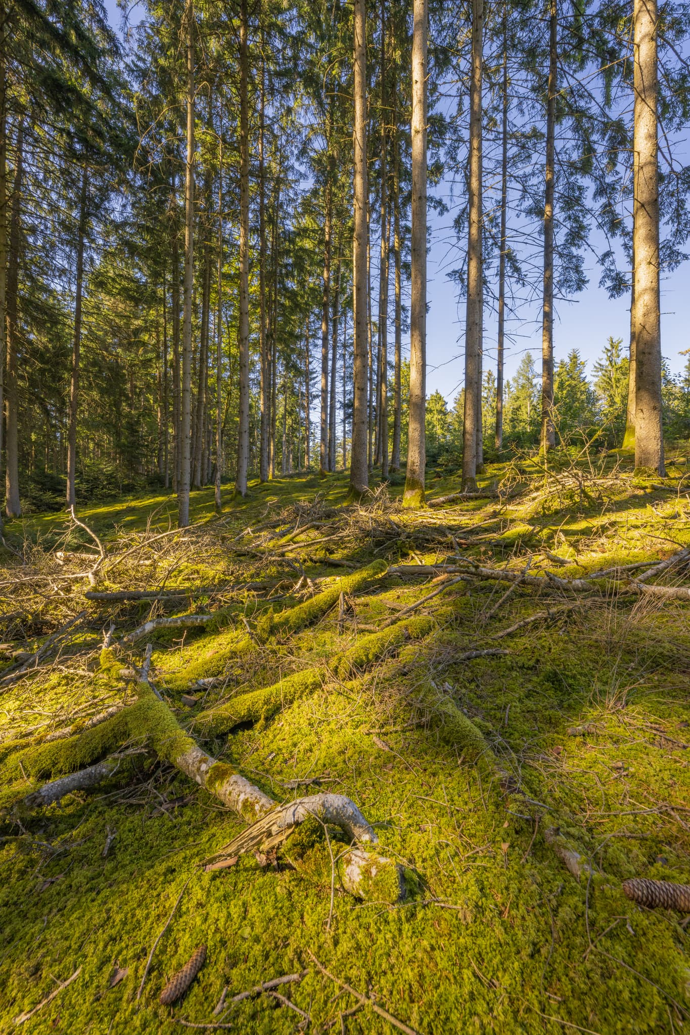 Moosbewachsener Waldboden mit Ästen, Wanderweg 2 zwischen Guteneck und Lapperding, Johanniskirchen im Landkreis Rottal-Inn, Niederbayern, Deutschland, Holzland.