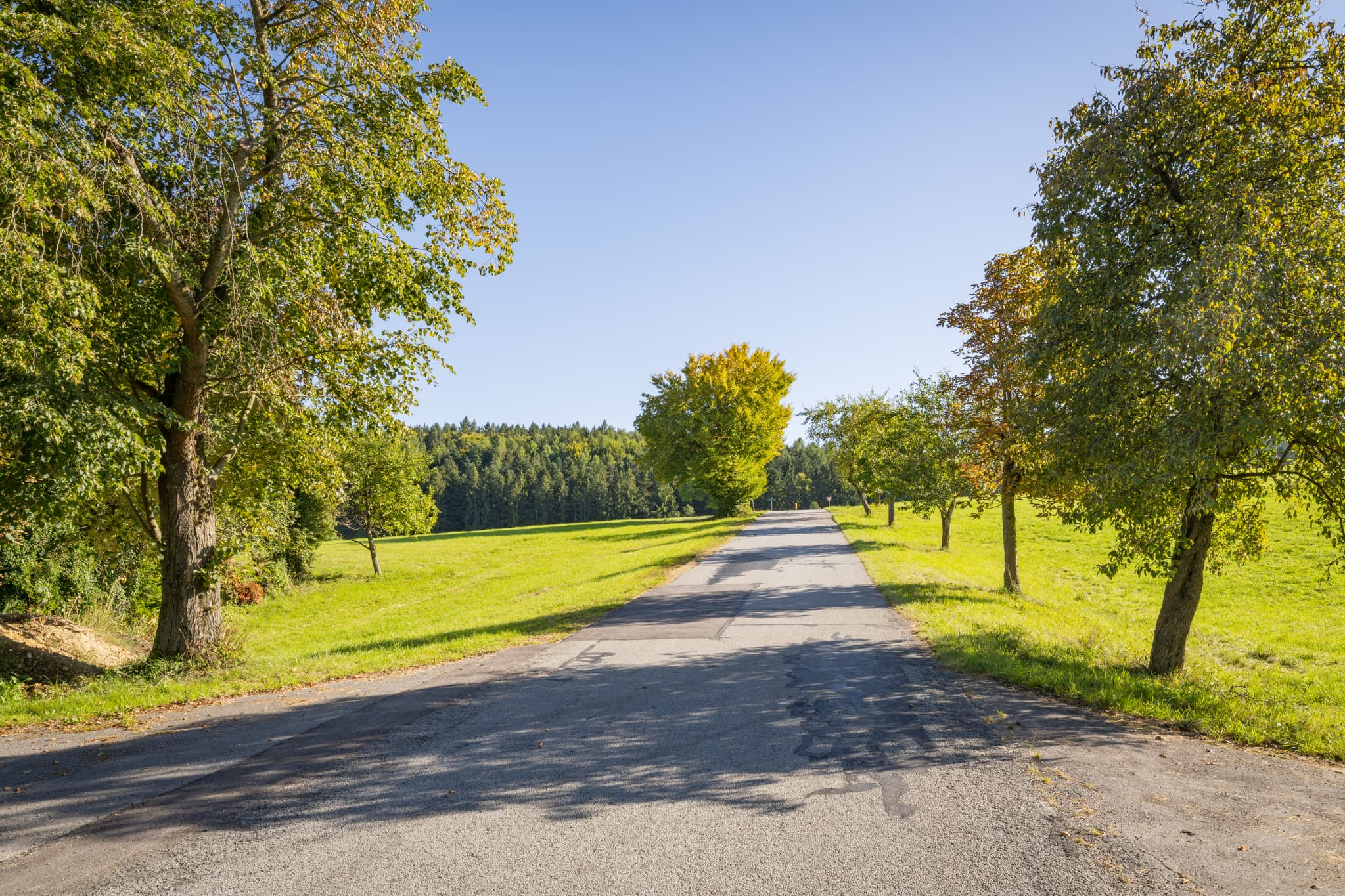 Ländliche Straße gesäumt von Bäumen und Wiesen in Lengham, Gemeinde Johanniskirchen. Landkreis Rottal-Inn, Niederbayern, Deutschland, Region Holzland.