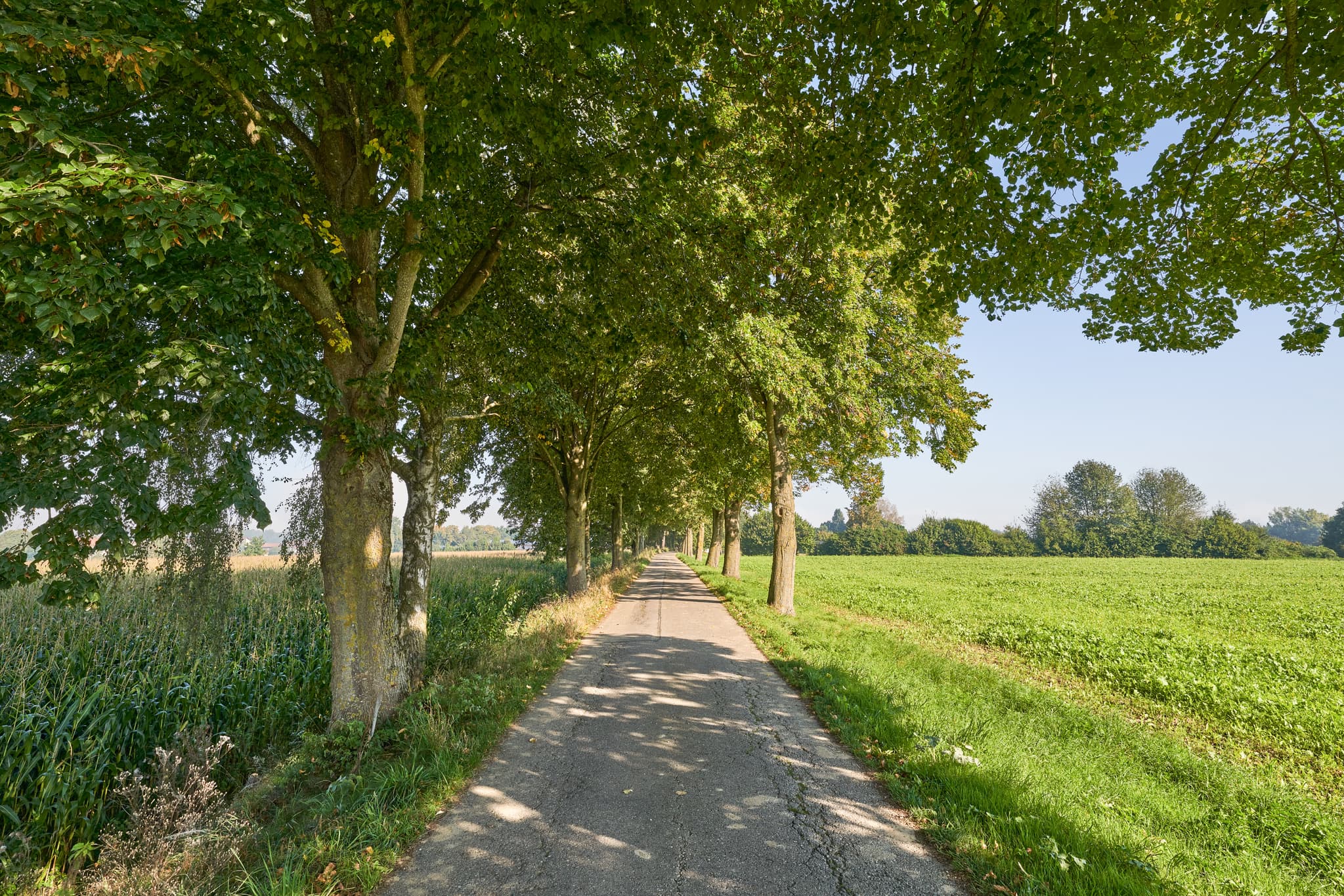 Ein sonniger Feldweg mit Baumallee und grünen Feldern. Die ländliche Szene liegt bei Kastl im Landkreis Altötting, Oberbayern, Inn-Salzach, Deutschland.