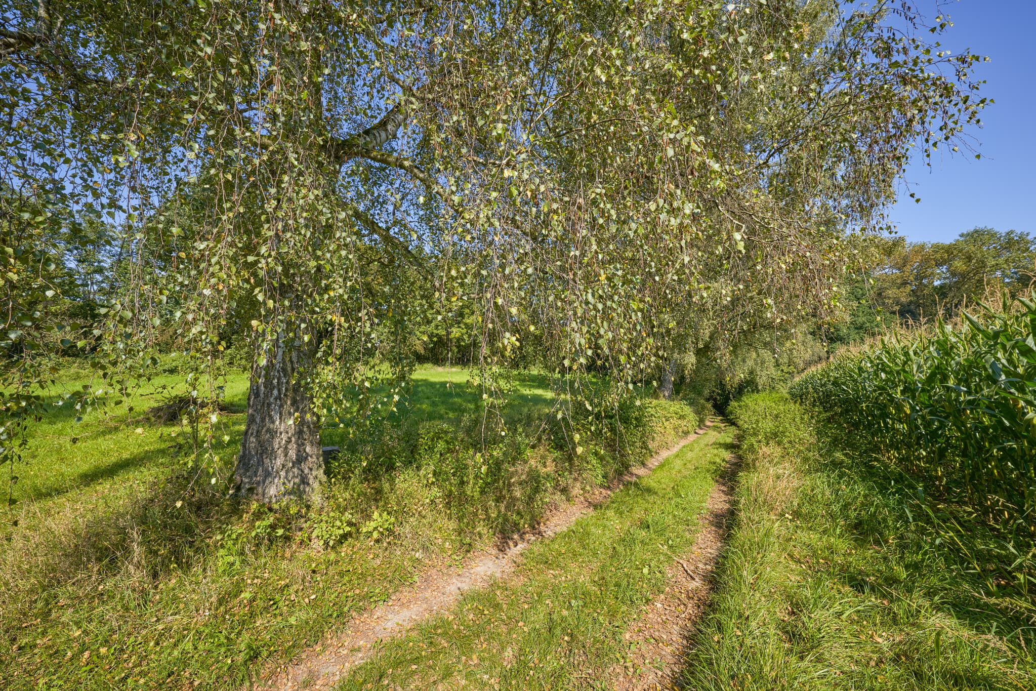 Feldweg bei Kastl, Altötting, Oberbayern, Deutschland. Ländliche Szene in der Region Inn-Salzach mit Weg, Baum und Maisfeld unter klarem Himmel.
