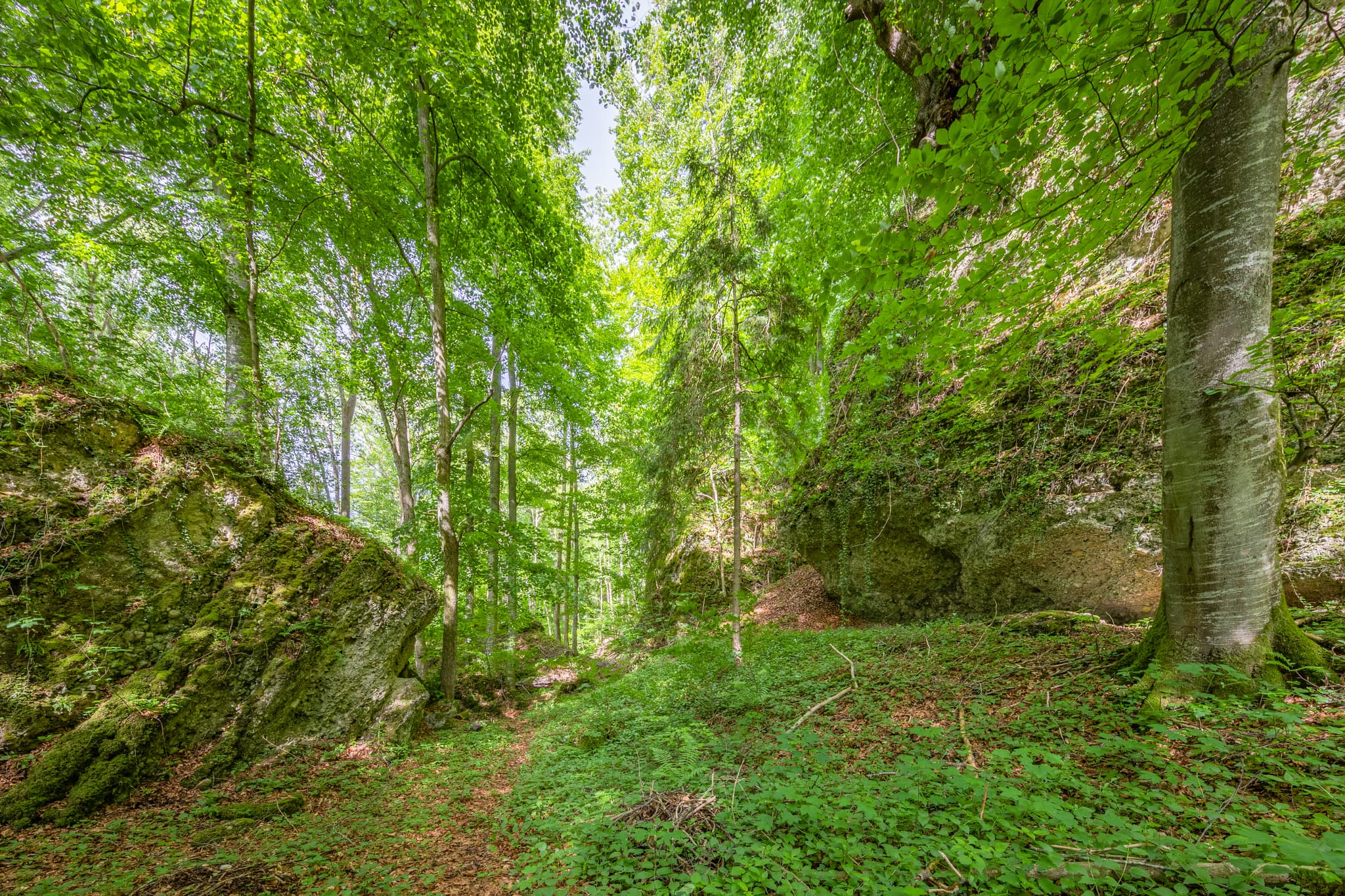 Waldlandschaft mit Tuffsteinfelsen am Schlossberg in Garching, Altötting, Oberbayern. Die Region Inn-Salzach in Deutschland zeigt die Natur.