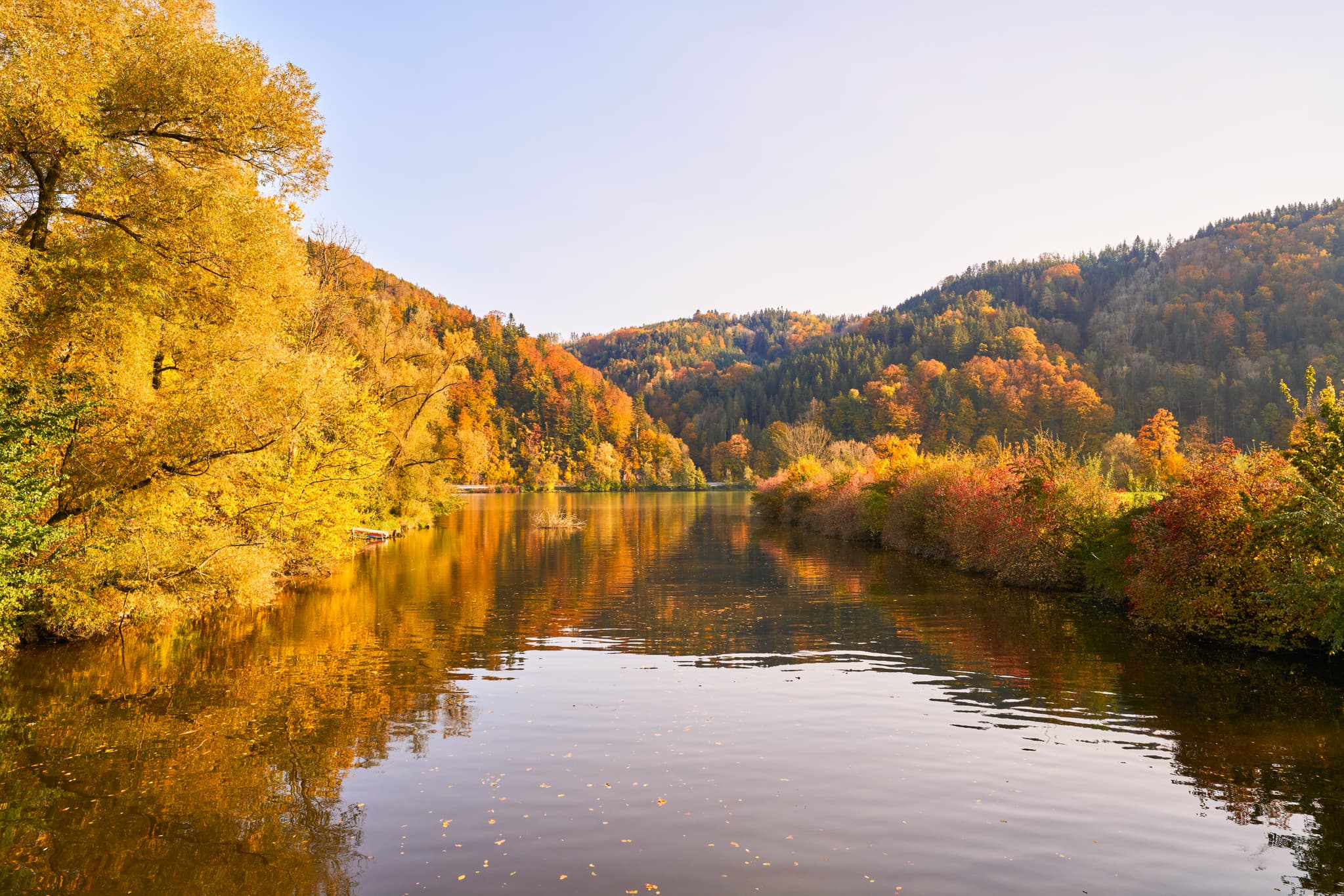 Herbstliche Flusslandschaft Erlau Donaumündung, Obernzell, Landkreis Passau, Niederbayern, Deutschland. Goldene Bäume spiegeln sich im Fluss des Donau-Waldes.