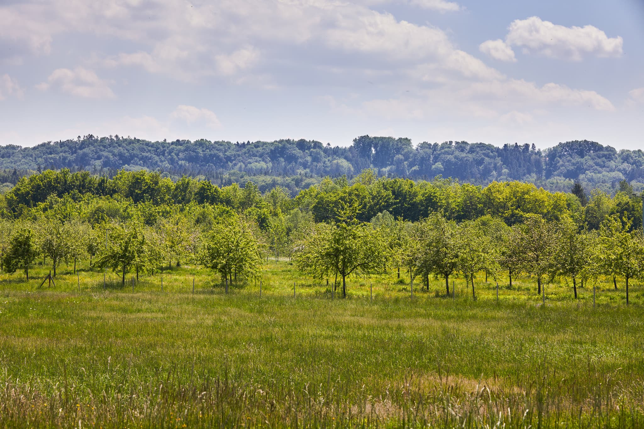 Obstbäume der Westenthanner Brennerei nahe Burgkirchen, Altötting, Oberbayern, Deutschland. Grüne Wiese und bewaldeter Hügel prägen die Inn-Salzach Landschaft.
