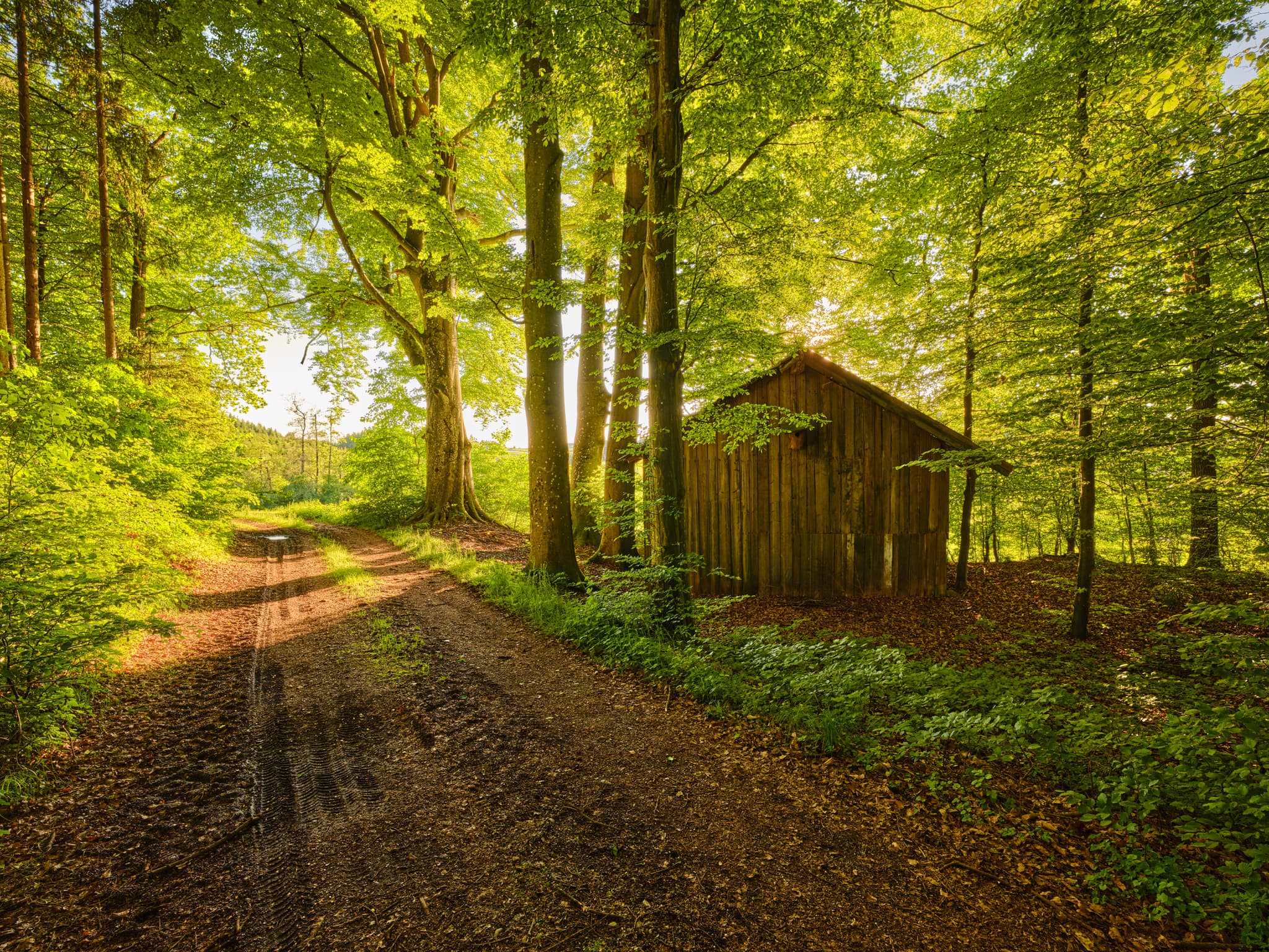 Waldweg mit Holzhütte in Weiherer Arbing, Reischach, Landkreis Altötting, Oberbayern. Das Bild zeigt einen sonnigen Waldweg mit einer kleinen, alten Holzhütte.
