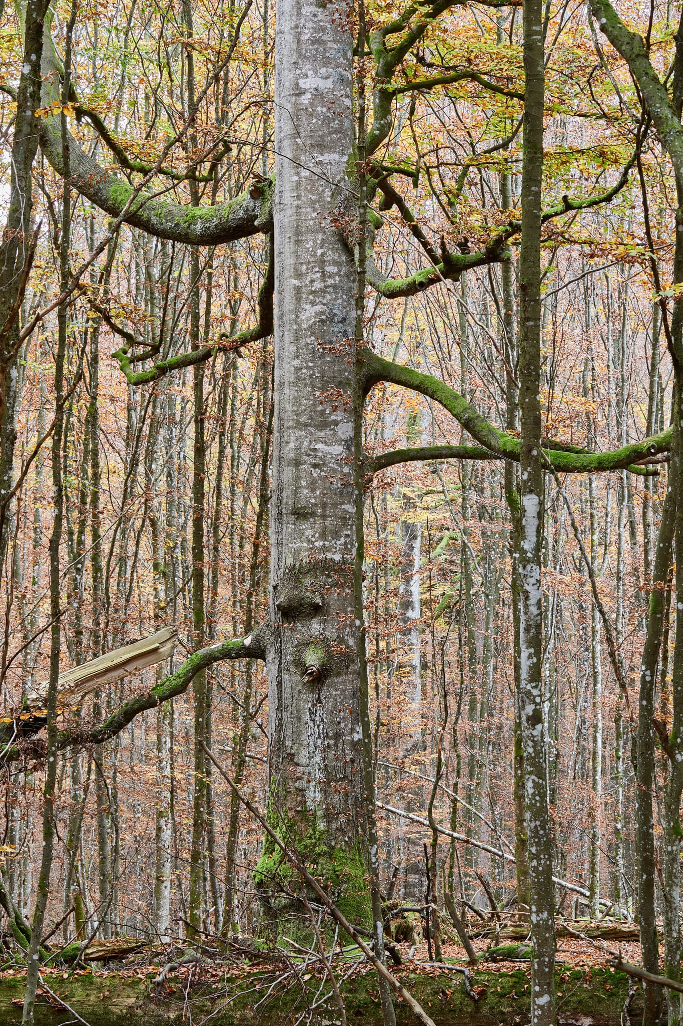 Ein imposanter Baumriese im Hans-Watzlik-Hain, Bayerisch Eisenstein, Landkreis Regen, Niederbayern. Teil des Bayerischen Waldes in Deutschland.