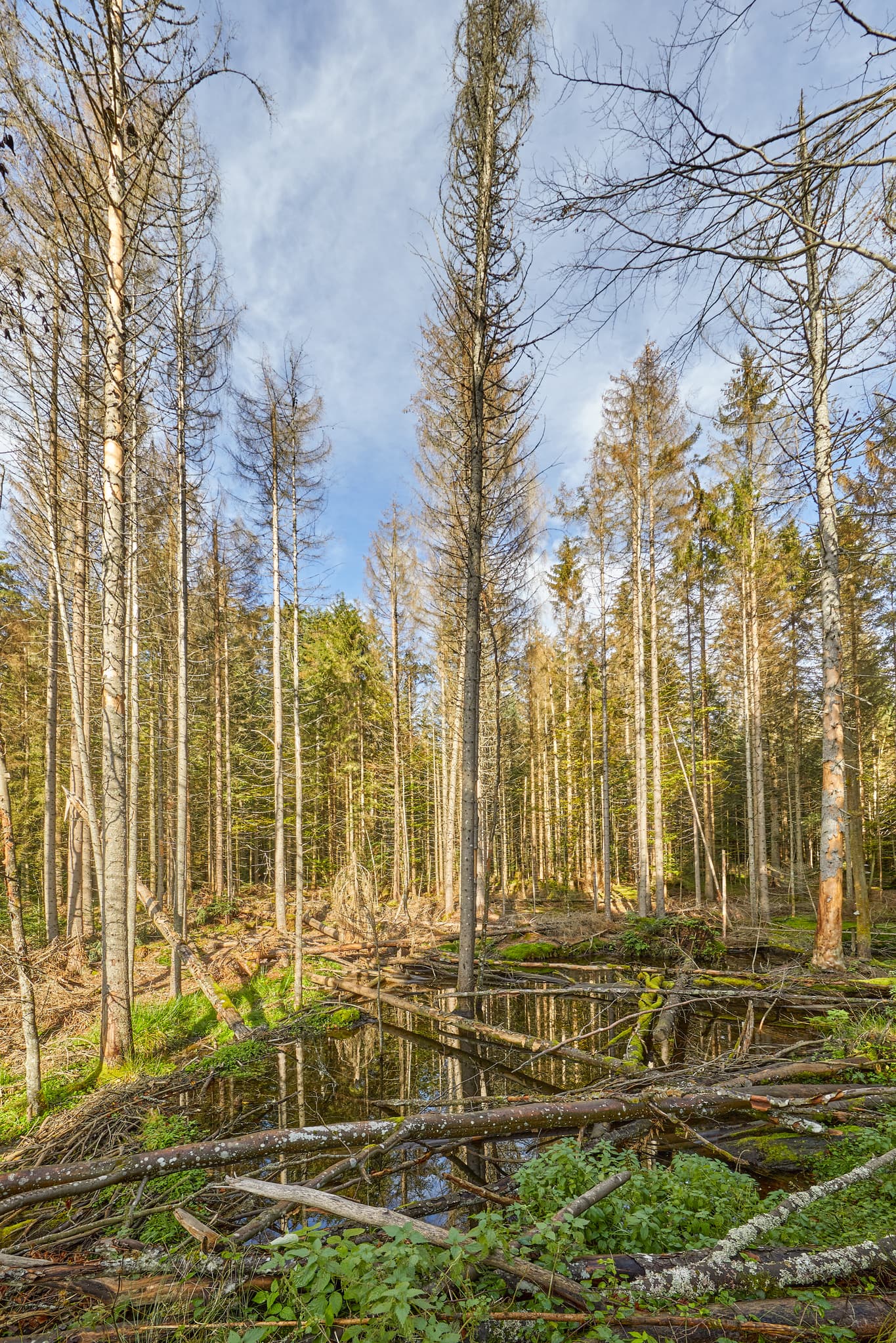 Hans-Watzlik-Hain, Bayerisch Eisenstein, Landkreis Regen, Niederbayern. Abgestorbene Bäume und Stämme am Wasser, das spiegelt. Landschaft im Bayerischen Wald.