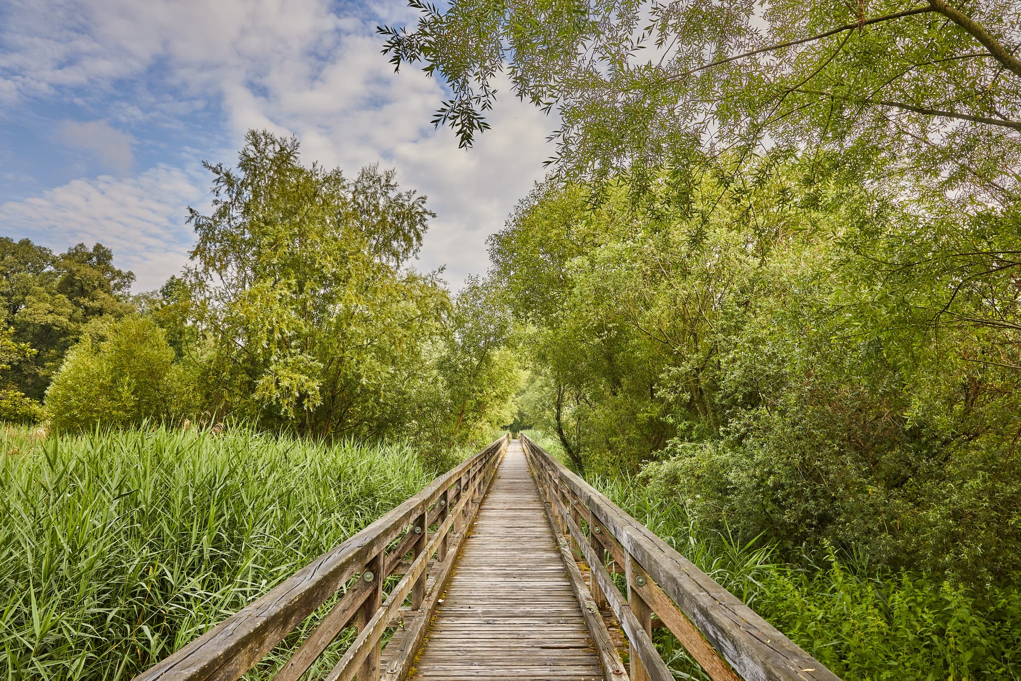 Holzsteg durch die grüne Inn Aulandschaft bei Reichersberg. Malerische Naturlandschaft im Bezirk Ried, Oberösterreich, Österreich.