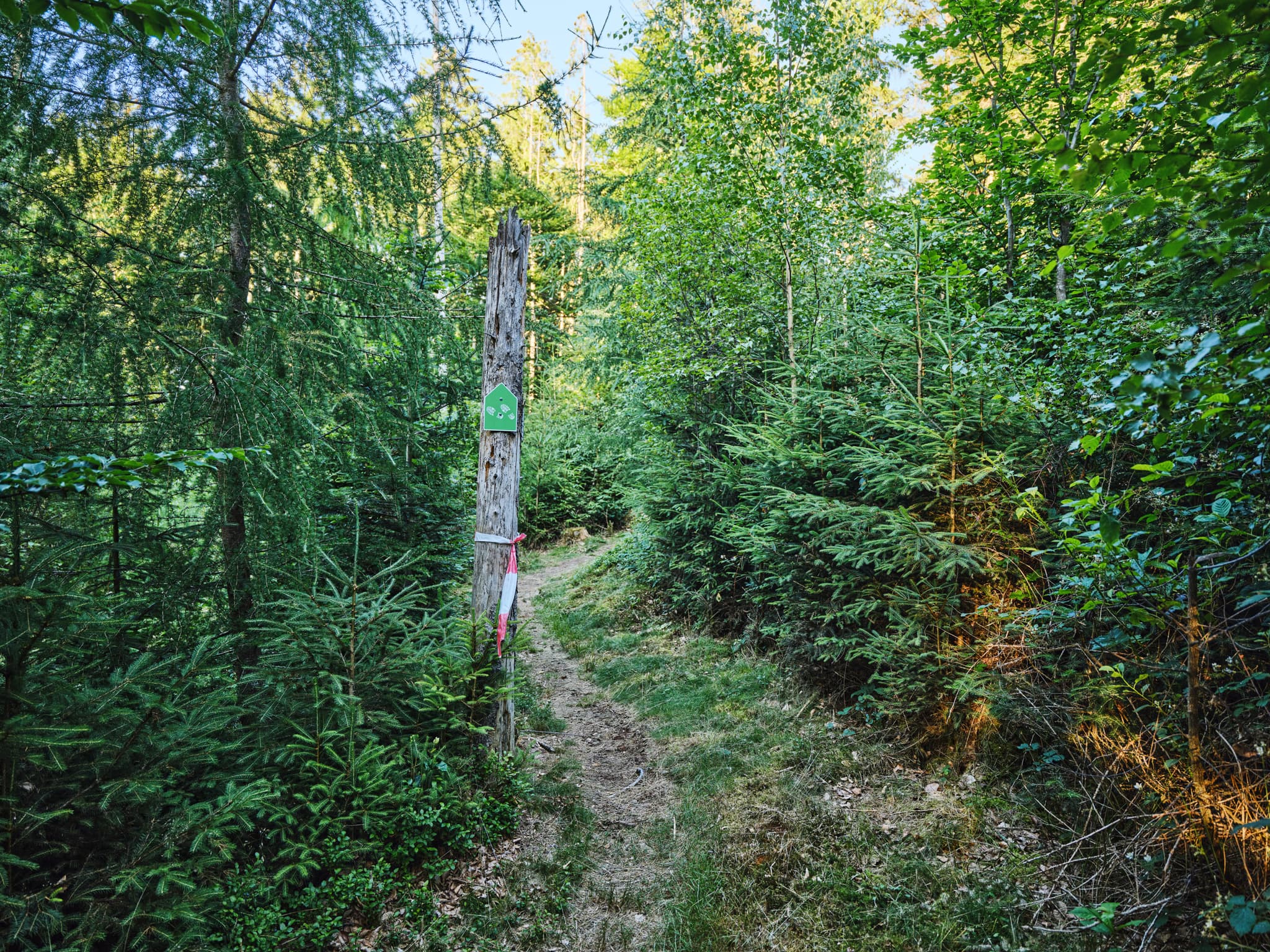 Waldweg in Kultstein, St. Salvator, Bad Griesbach, Landkreis Passau, Niederbayern, Deutschland. Bild zeigt einen schmalen Pfad durch einen grünen Nadelwald.