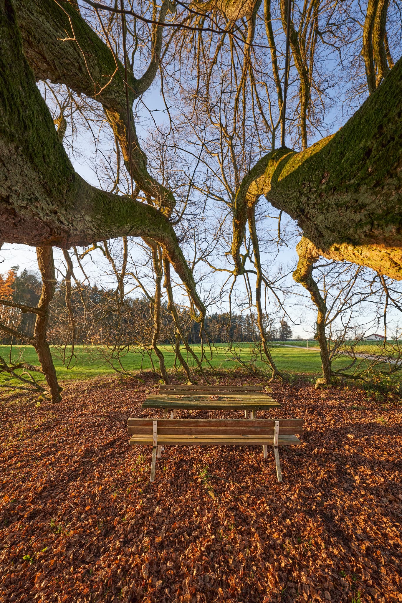 Herbstliche Szene in Kriering, Wittibreut, Rottal-Inn (Niederbayern). Eine alte Linde mit Sitzgruppe auf Laubteppich. Grüne Felder im Holzland, Deutschland.