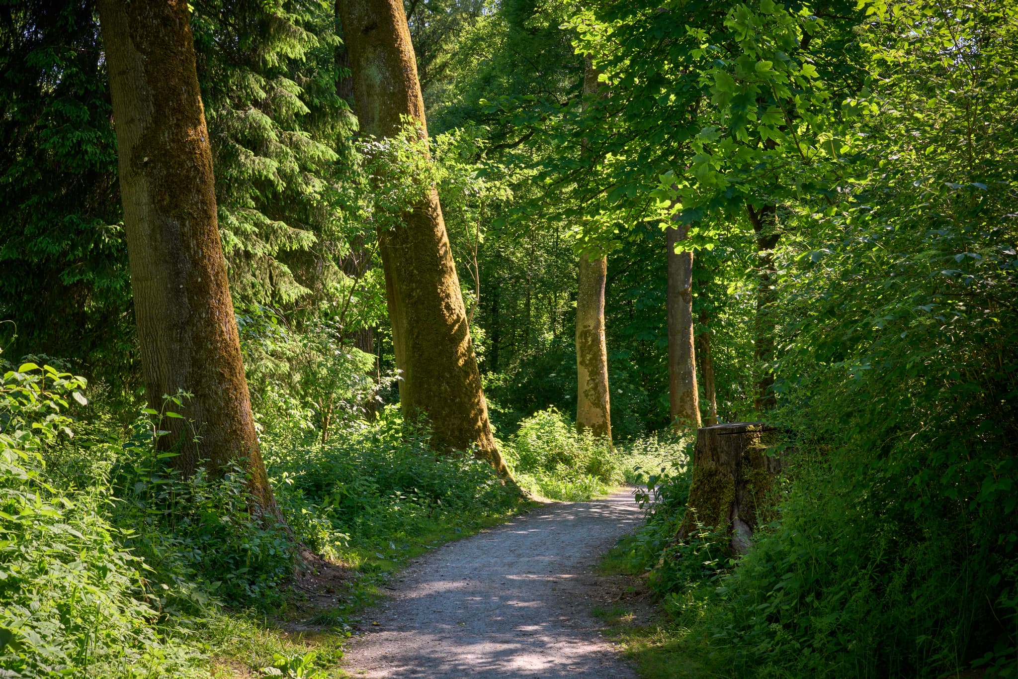 Naturerlebnisweg Innaue, Mühldorf am Inn, Oberbayern, Deutschland. Der Pfad schlängelt sich durch eine üppige, grüne Waldlandschaft im Inn-Salzach-Gebiet.