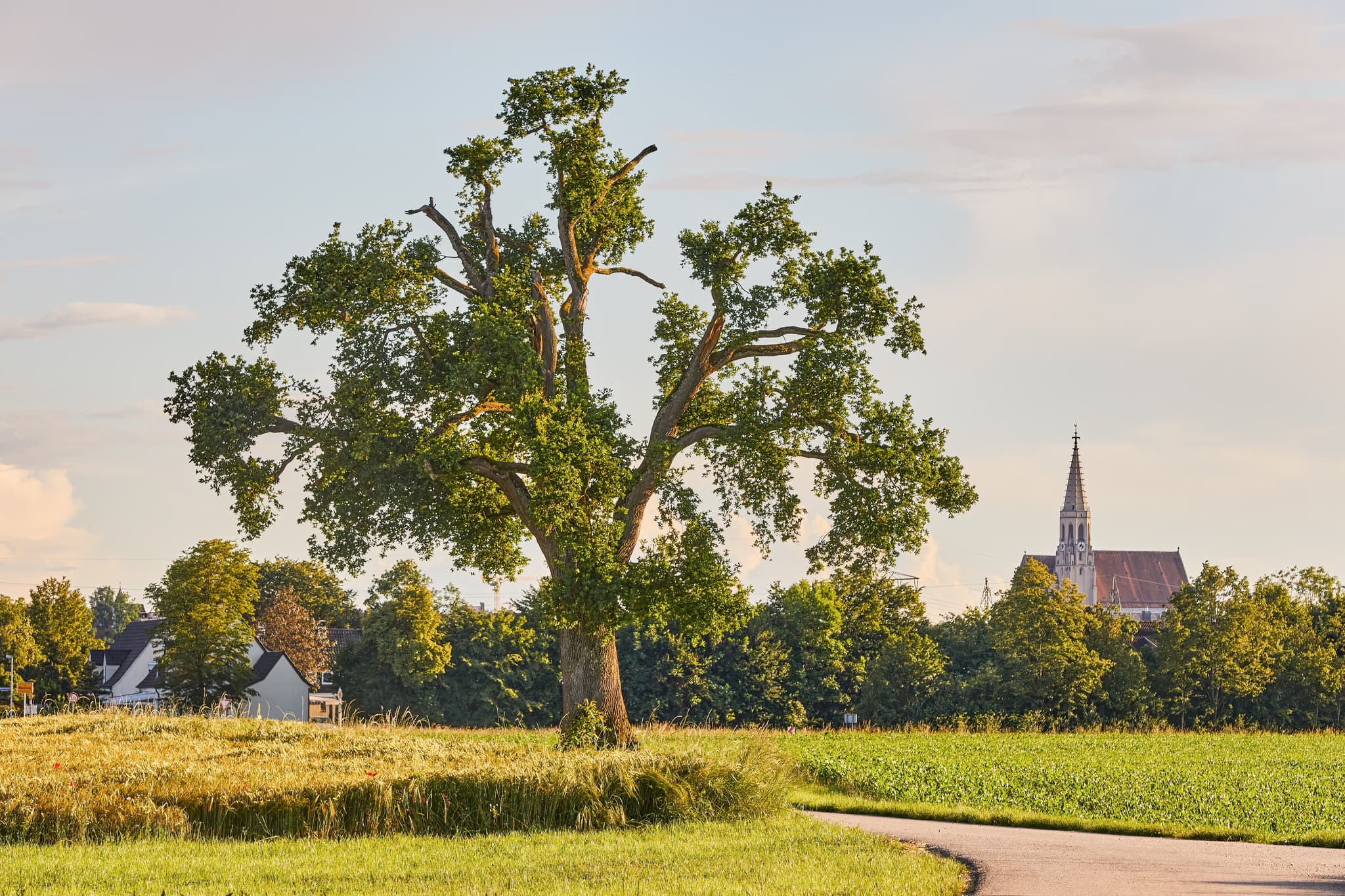 Lohwimm Eichen bei Neuötting im Landkreis Altötting, Regierungsbezirk Oberbayern, Region Inn-Salzach, Deutschland.