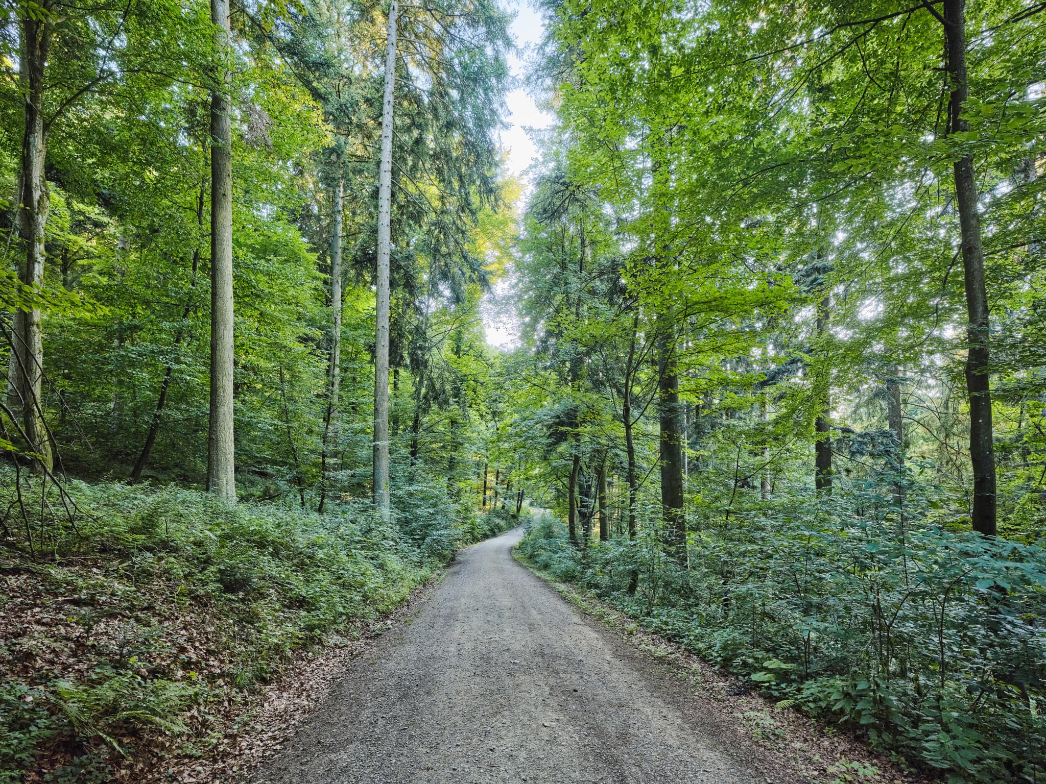 Wanderweg der Waldwunderwelt in Bad Griesbach, Landkreis Passau, Niederbayern, Bayern. Das Bild zeigt einen Waldweg mit mystischen Steinen.
