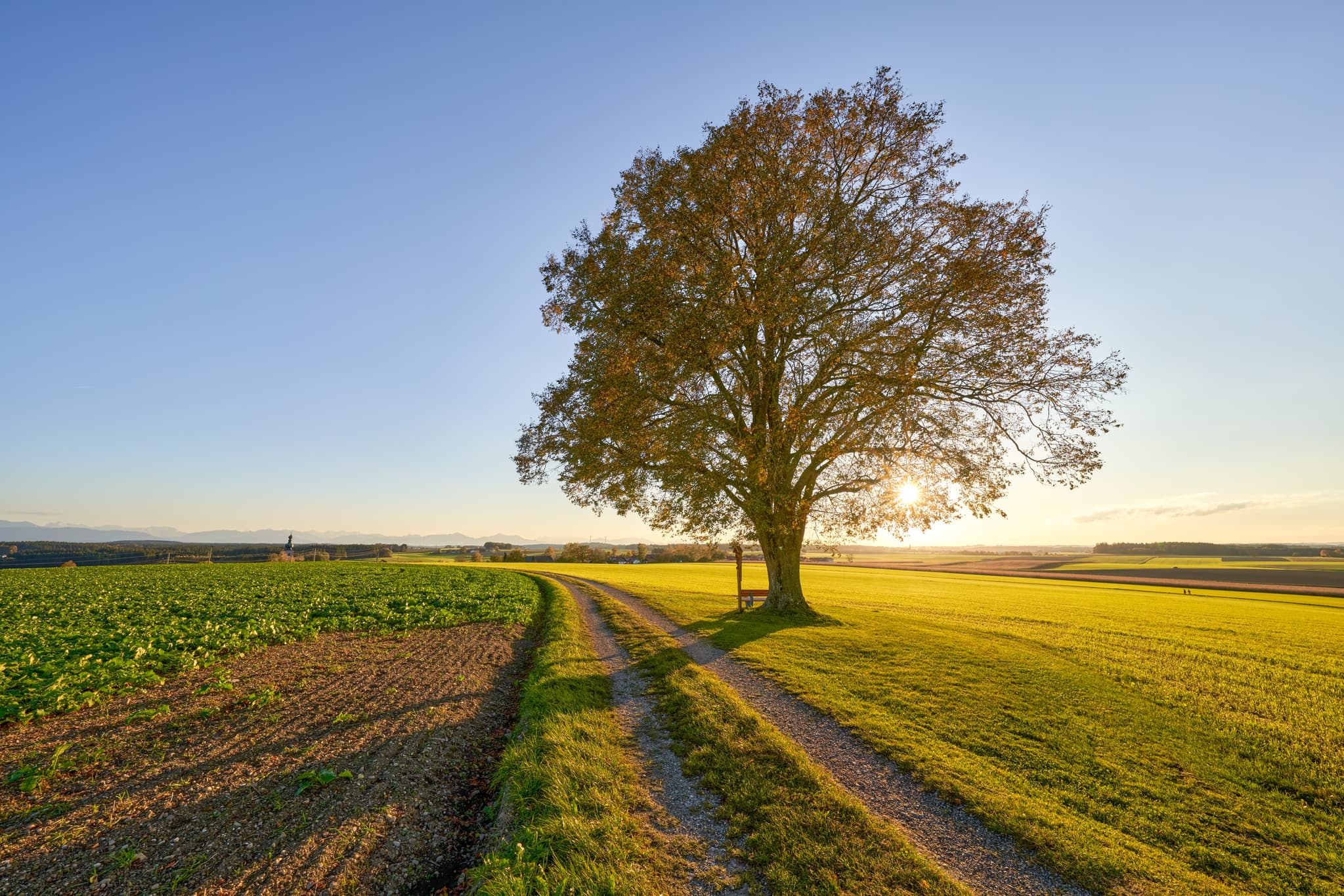 Malerische Linde in Rainbichl, Tyrlaching. Blick über weite Felder der Region Inn-Salzach im Landkreis Altötting, Oberbayern, Deutschland.