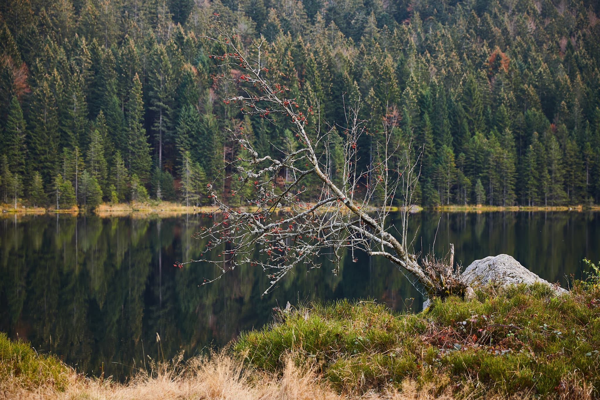 Kleiner Arbersee in Lohberg, Landkreis Cham, Oberpfalz. Idyllische Naturlandschaft im Bayerischen Wald mit dichtem Wald, spiegelndem See und Uferbaum.