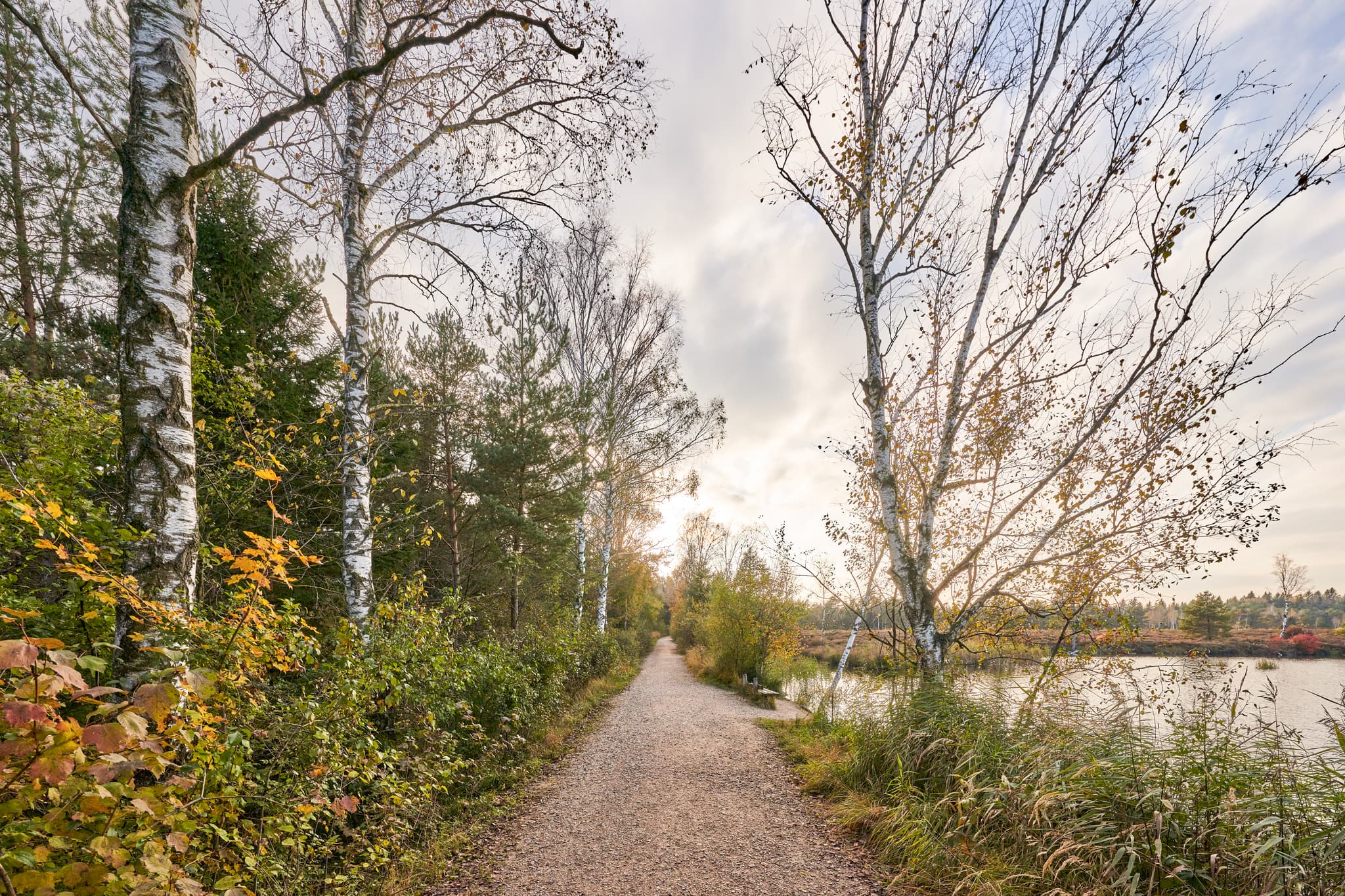 Weg im Schönramer Filz, Petting, Landkreis Traunstein, Oberbayern. Die Chiemgauer Landschaft in Deutschland zeigt sich mit Bäumen und Wasser.