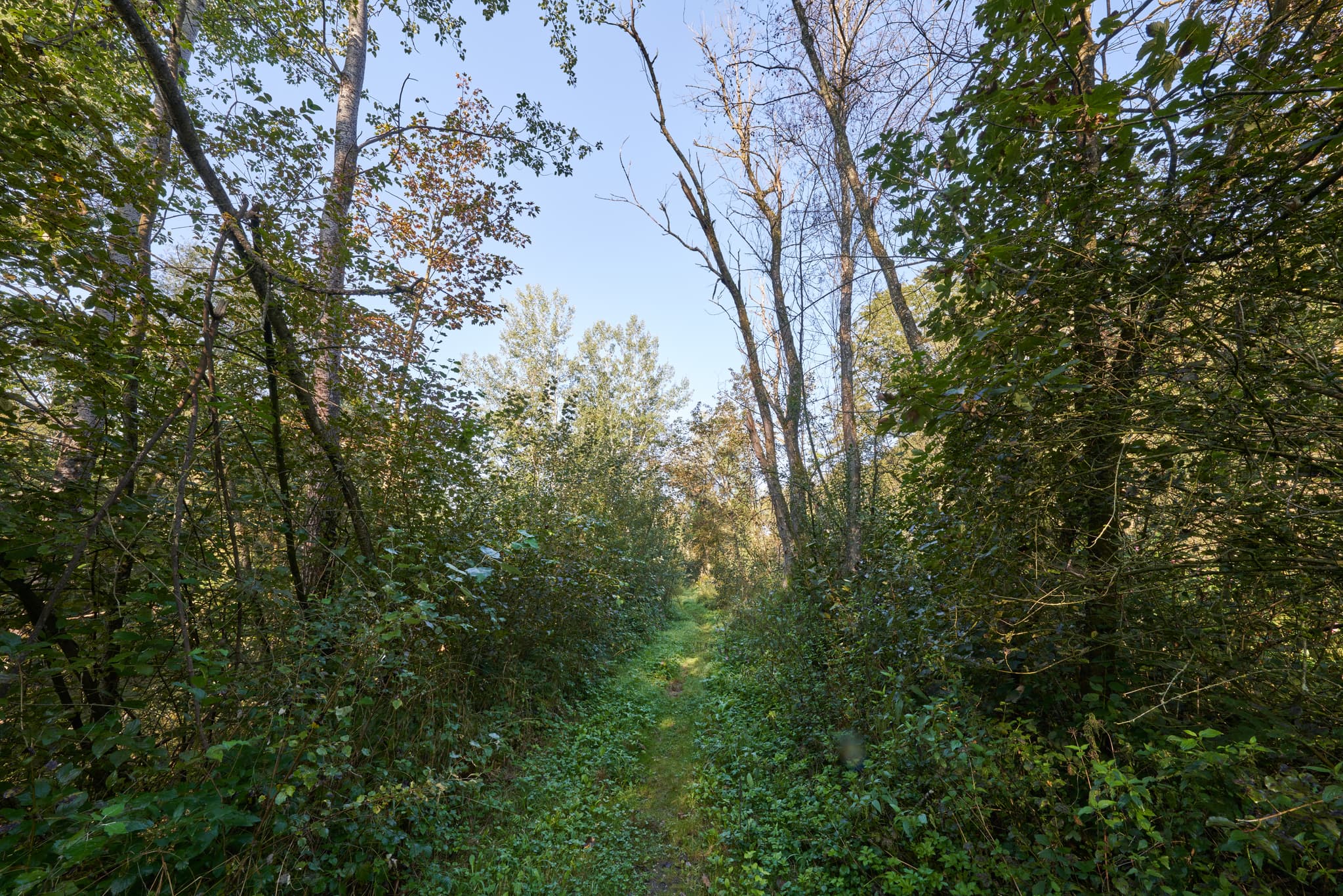 Naturpfad in Steinhöring, Winhöring, Landkreis Altötting, Oberbayern. Teil der Inn-Salzach Region in Deutschland. Wälder, grünes Laubwerk, idyllischer Weg.