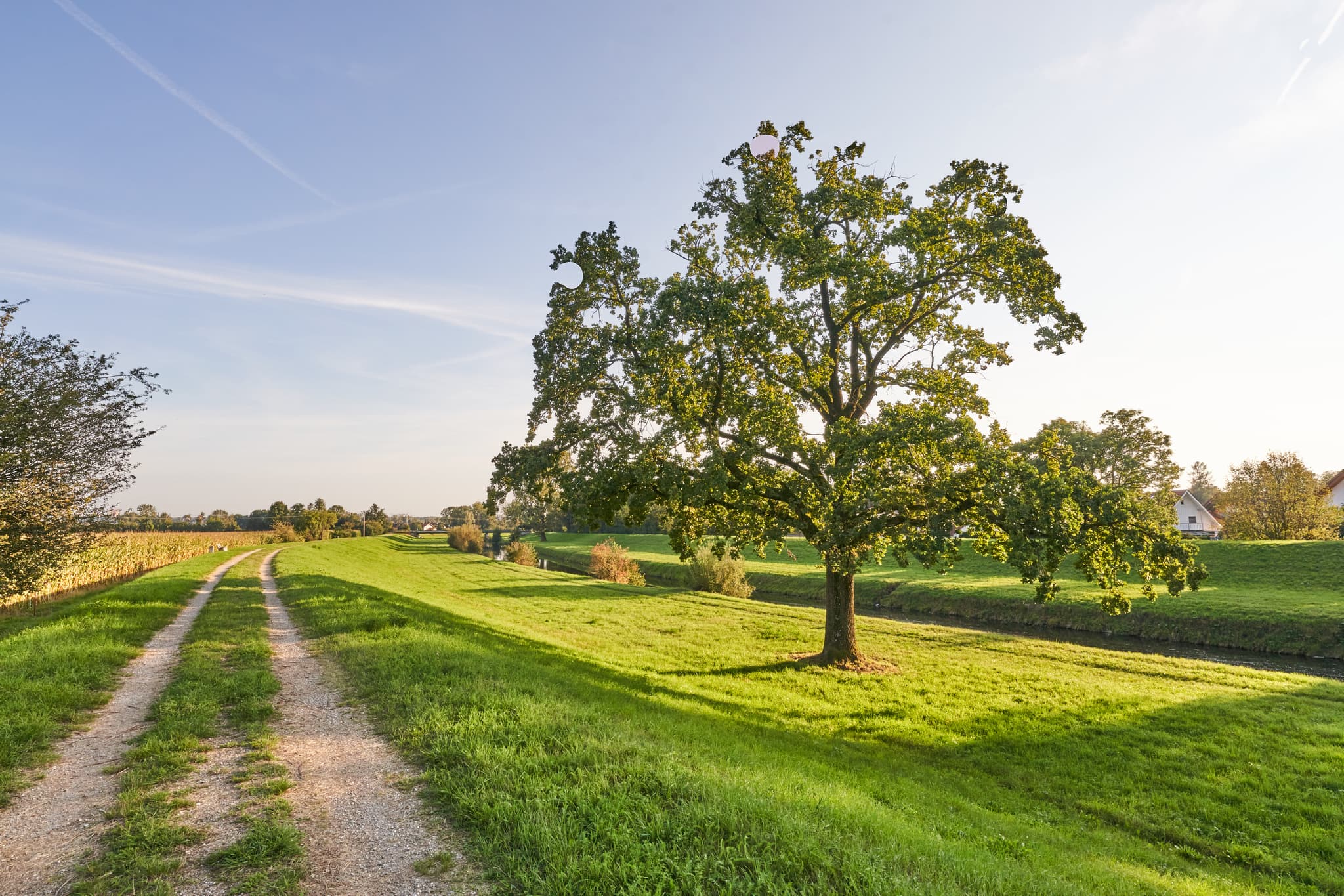 Landschaft mit Feldweg und großem Baum nahe Steinhöring, Gemeinde Winhöring, Landkreis Altötting, Oberbayern, Region Inn-Salzach, Deutschland.