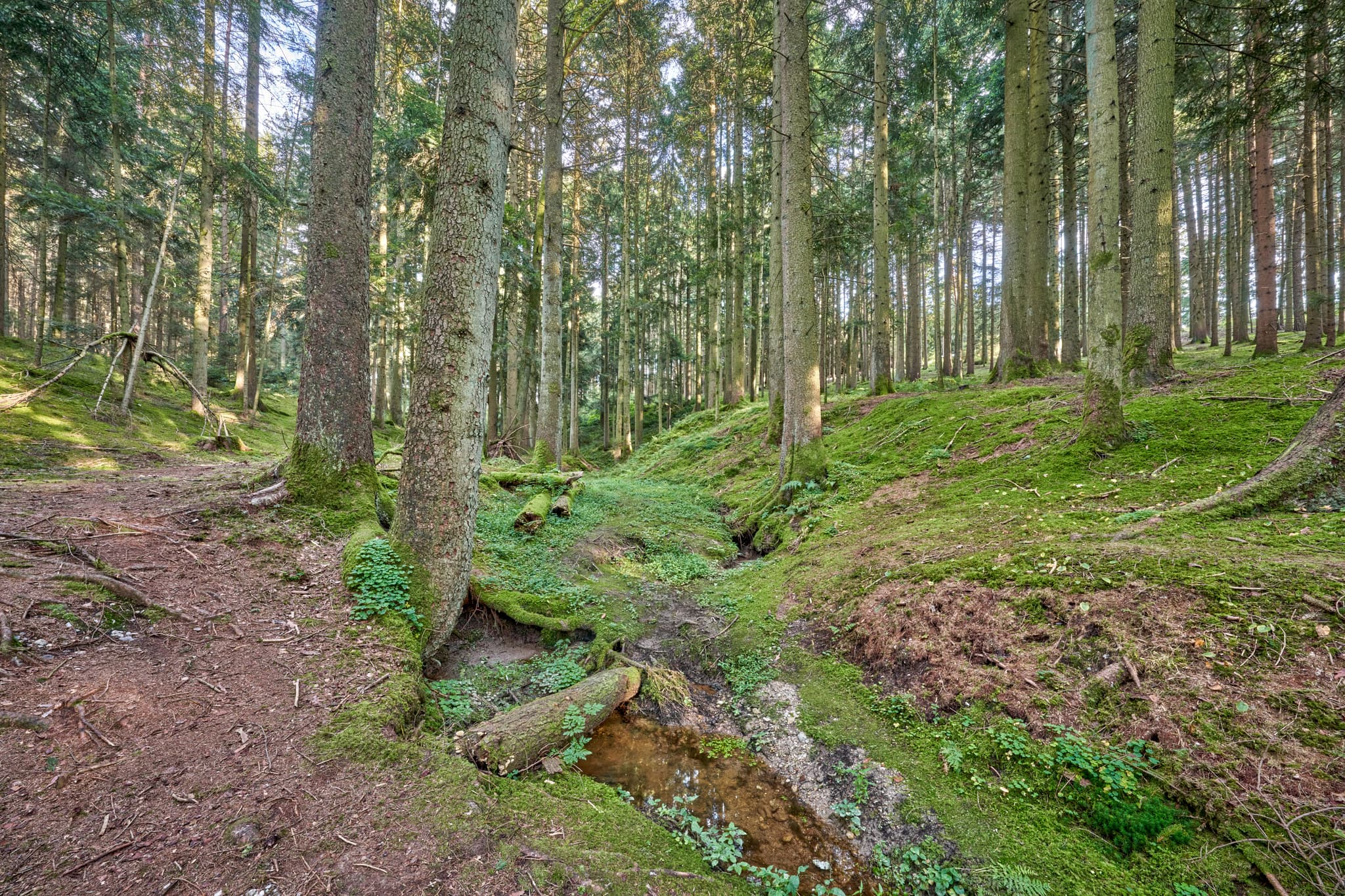 Waldgebiet mit Bachlauf in Voglarn bei Triftern, Rottal-Inn, Niederbayern, Holzland, Bäderdreieck, Deutschland.