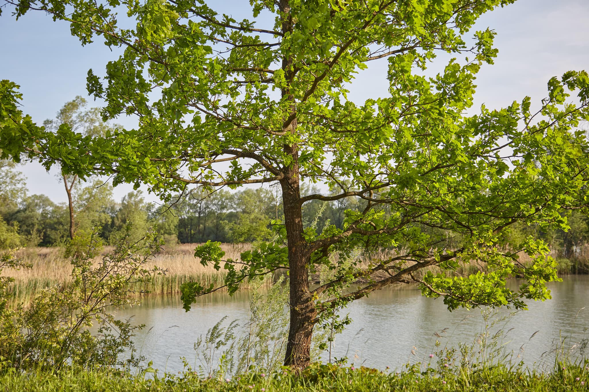 Inn Baum vor Schilflandschaft bei Töging am Inn im Landkreis Altötting, Oberbayern, Deutschland. Idylle in der Region Inn-Salzach.