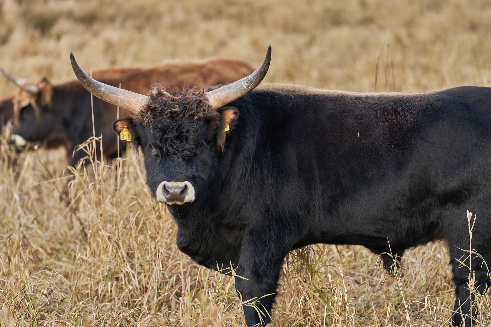 Bild zeigt ein Astner Moos Rind in Tittmoning, Landkreis Traunstein, Oberbayern, Region Inn-Salzach, Deutschland. Idyllisches Landschaftsfoto.