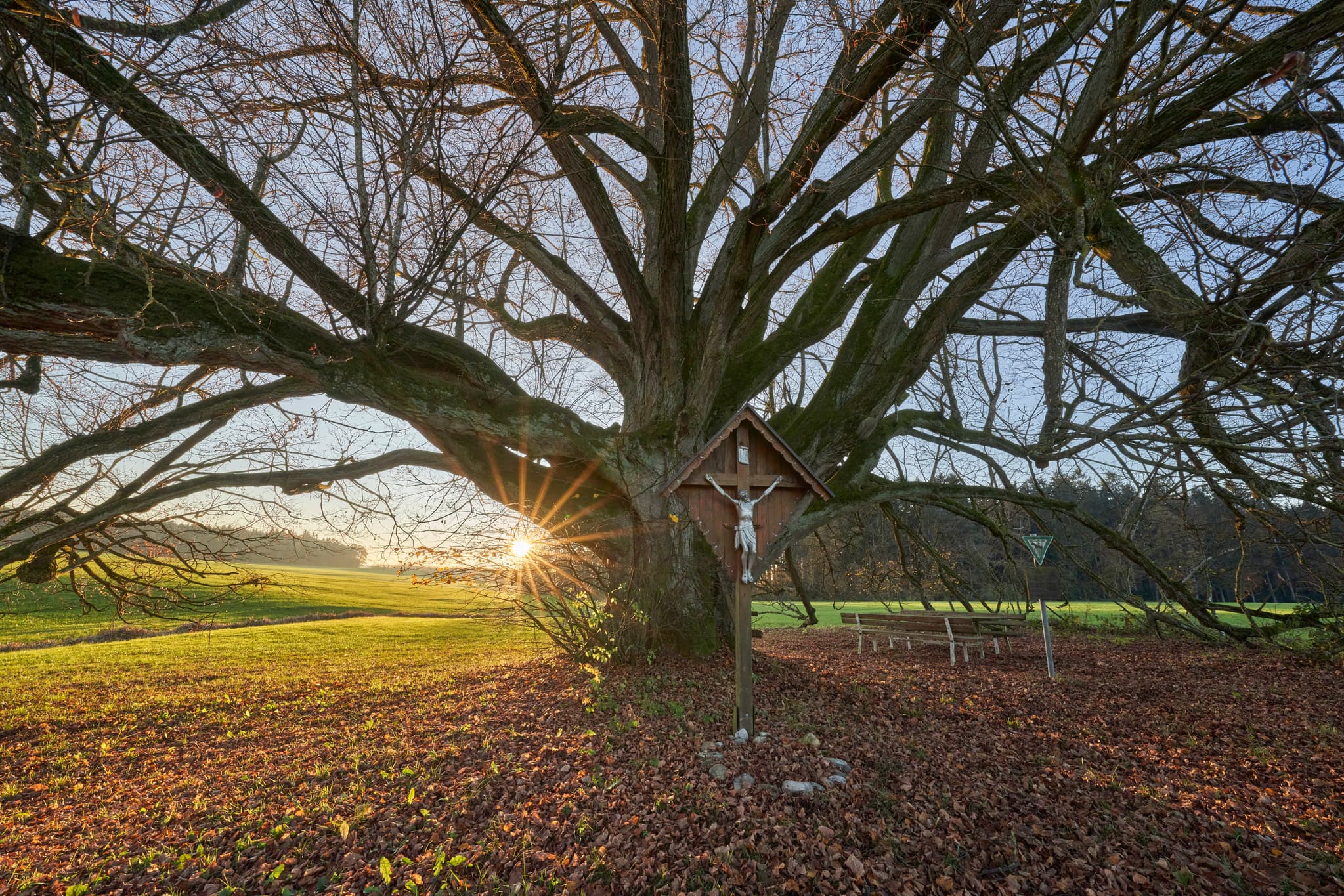 Herbstliche Szenerie in Kriering Linde, Wittibreut, Rottal-Inn, Niederbayern. Ein großer Baum mit einem Feldkreuz und Sitzbänken im warmen Herbstlicht.