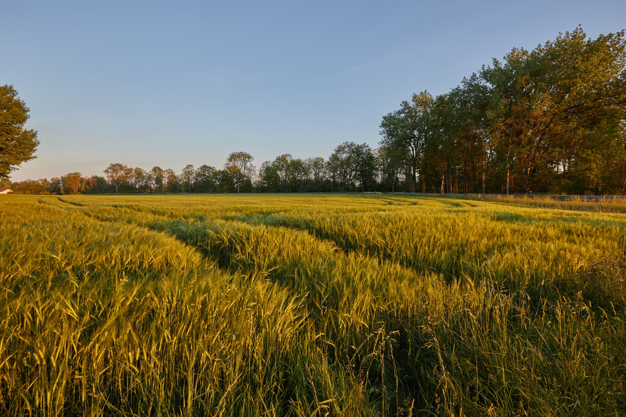 Weites goldenes Feld bei Erharting im Landkreis Mühldorf am Inn, Oberbayern, Deutschland. Die Landschaft gehört zur Region Inn-Salzach und bietet Abendstimmung.