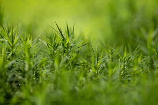 Moos, Kaser Steinstuben, Voglarn, Rottal-Inn, Niederbayern