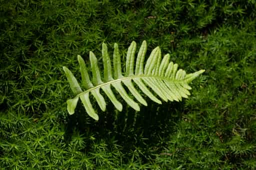 Moos, Kaser Steinstuben, Voglarn, Rottal-Inn, Niederbayern