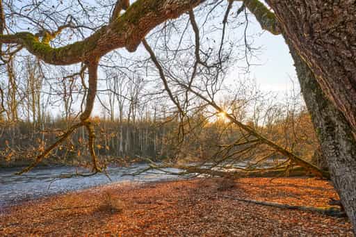Lichtlberger Wald, Herbst in Gern, Rottal-Inn, Niederbayern