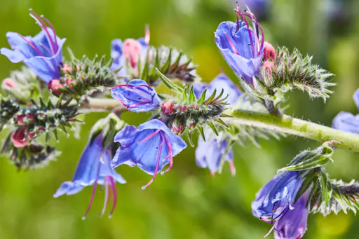 Pflanzen Unterer Inn bei Ering am Inn, Rottal-Inn
