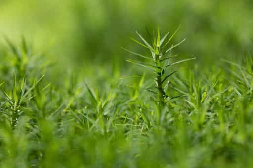 Moos, Kaser Steinstuben, Voglarn, Rottal-Inn, Niederbayern