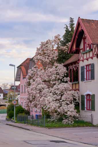 Magnolie an der Hauptstraße, Bad Griesbach, Landkreis Passau