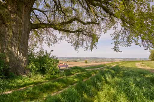 Kronwitt-Eiche mit Bank, Bayerbach, Rottal-Inn, Niederbayern
