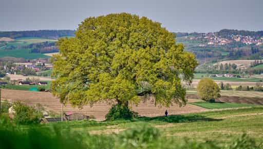 Kronwitt-Eiche, Bayerbach, Rottal-Inn, Niederbayern