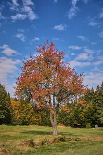 Herbst am Nordic-Walking-Trail, Talsperre Frauenau, Regen
