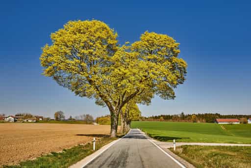 Herzbaum Allee, Unterdietfurt, Stadlthann, Rottal-Inn