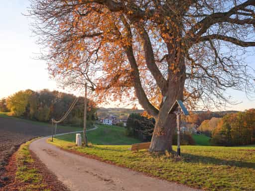 Kastanie mit Aussicht, Petzlberg, Reischach, Altötting