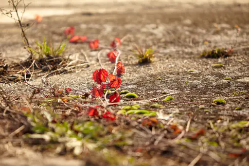 Moose & Flechten, Aussichtsturm Ering am Inn, Rottal-Inn
