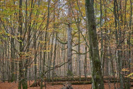 Hans-Watzlik-Hain Wald, Bayerisch Eisenstein, Regen