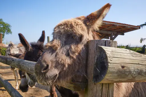 Eselgehege Glatzberg, Mühldorf am Inn, Oberbayern