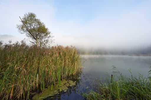 Altwasser an der Dachlwand, Marktl am Inn, Altötting