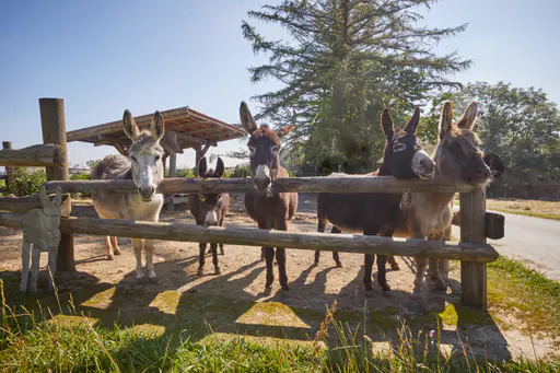 Eselgehege Glatzberg, Mühldorf am Inn, Oberbayern