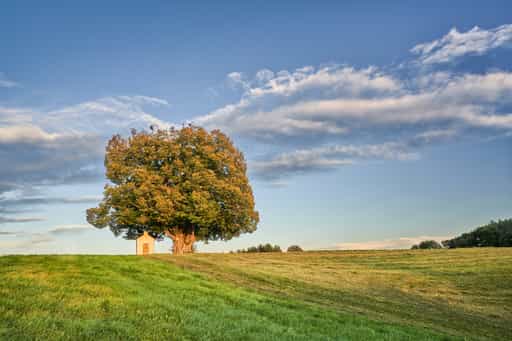 Kapellenlinde Schmidhub, Perach, Landkreis AltöttiOberbayern